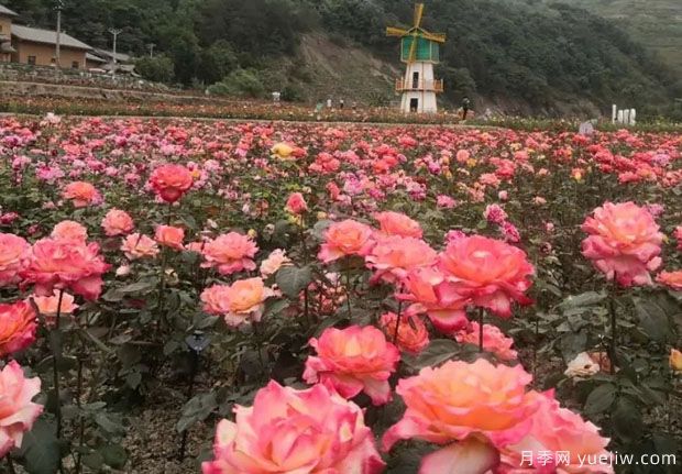 大美月季，十堰這幾處的月季花海等你來觀賞(圖4)