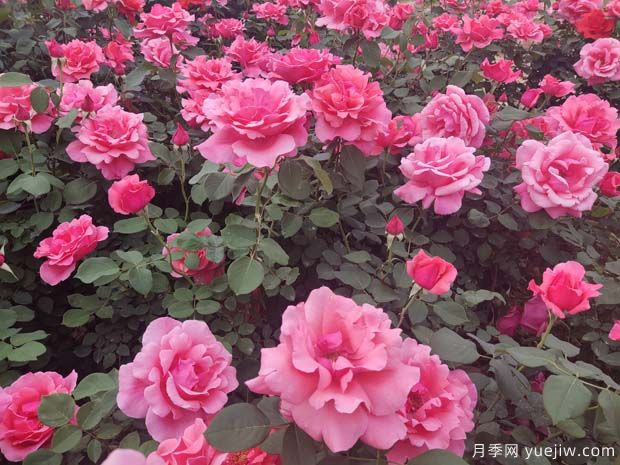 河津月季市花文化和景觀(guān)圖集(圖1)