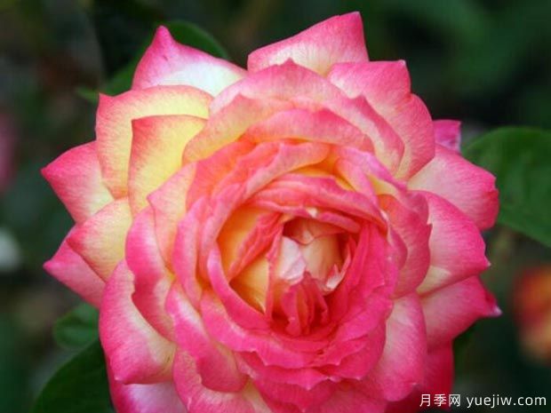 分享10種大花月季品種，開花鮮艷，香味清新(圖2)