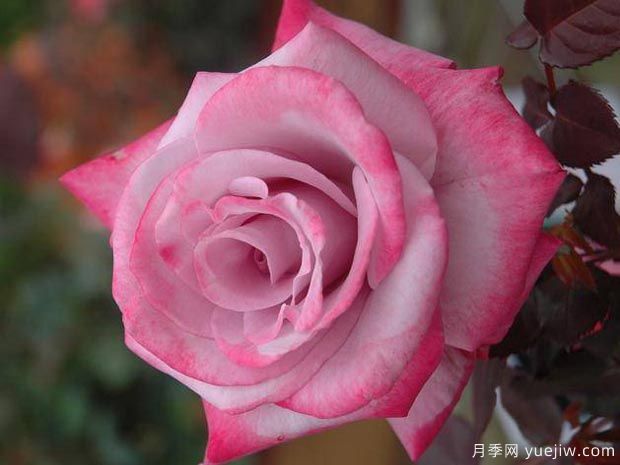 分享10種大花月季品種，開花鮮艷，香味清新(圖3)