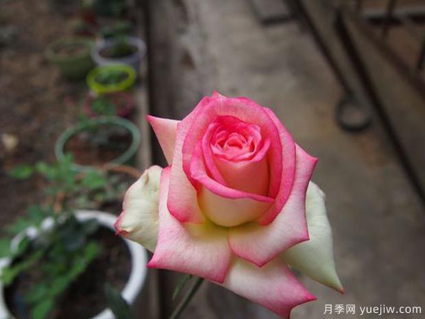 分享10種大花月季品種，開花鮮艷，香味清新(圖10)