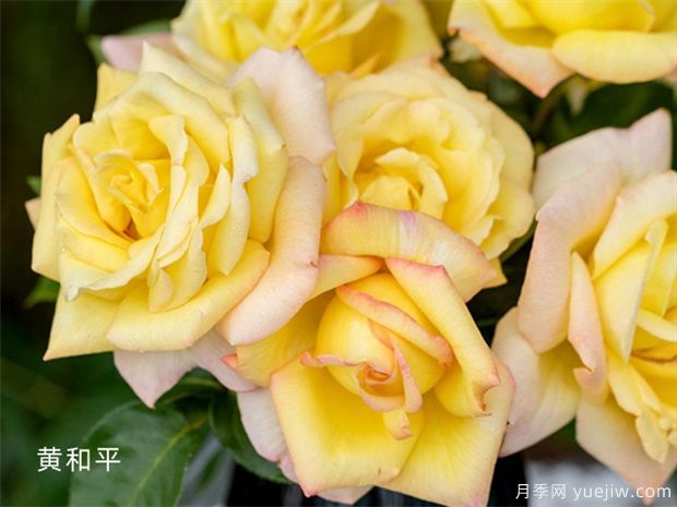 十個(gè)經(jīng)典大花月季品種介紹，花香濃郁，花朵大似巴掌(圖5)
