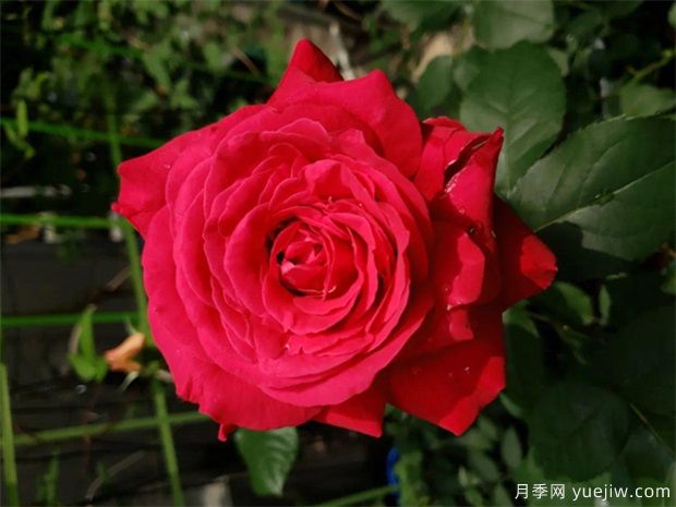 比香水還香的月季花？10個濃香月季排行榜(圖4)