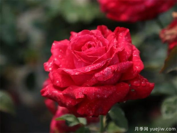 亞力克紅月季，香味濃郁花大花美(圖2)