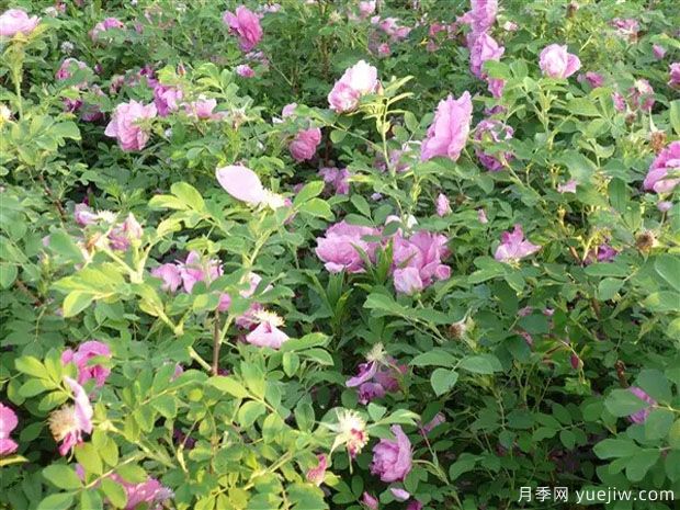 撫順玫瑰市花文化和月季景觀(圖3)