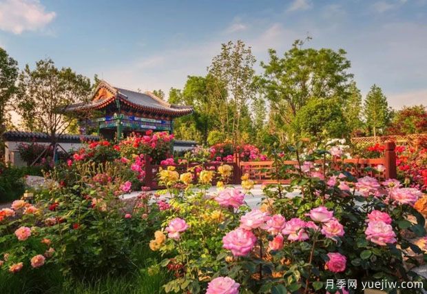 南陽(yáng)世界月季大觀園國(guó)慶游園會(huì)，盛世船情夢(mèng)回南都 (圖2)