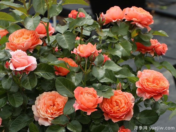 土星王陽(yáng)臺(tái)月季(圖2)