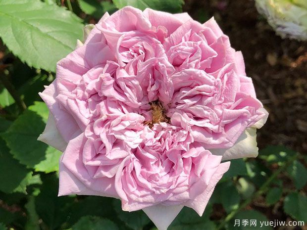 藍色羅馬月季(圖1)