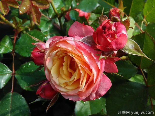 推薦10款微型月季，讓你的陽臺四季開花不斷(圖2)