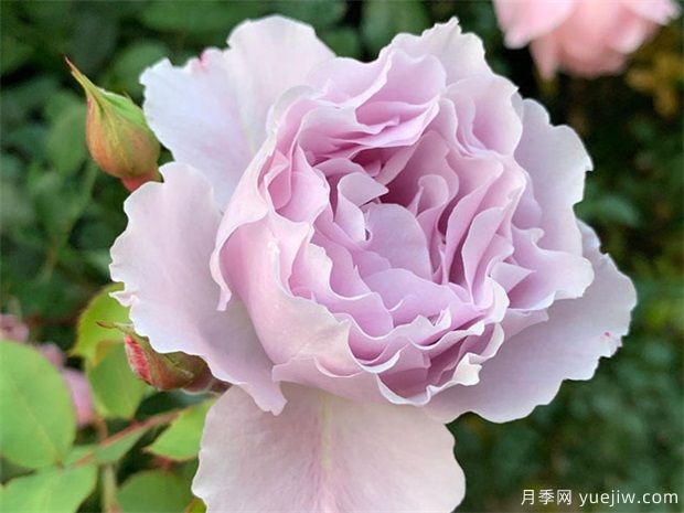 7個勤花好養(yǎng)殖的盆栽切花玫瑰，情人節(jié)讓愛更長久(圖5)
