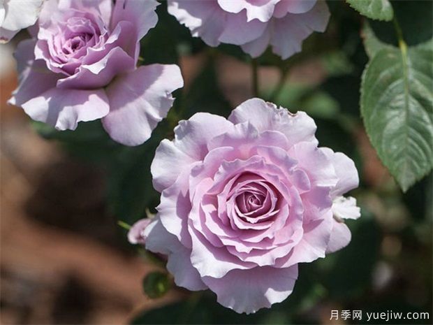 蜻蜓月季，喜歡紫色花必須入手(圖1)