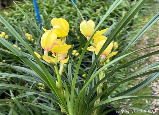 蘭花常見病害喲哪些？如何識(shí)別與防治？(圖1)