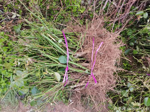 月季裸根苗到手后該如何處理，裸根苗的正確栽植方法(圖1)
