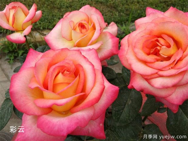 大花月季均價(jià)大概多少錢一株？(圖1)