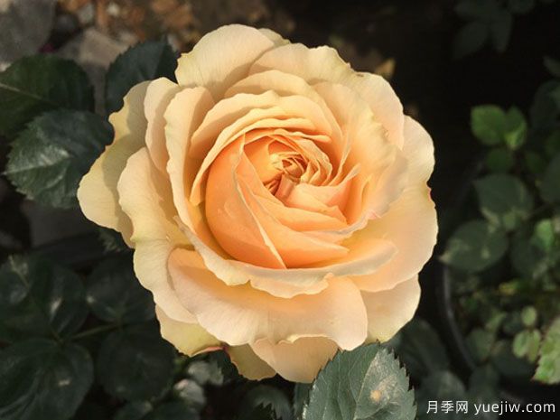 木星王陽臺(tái)月季(圖4)