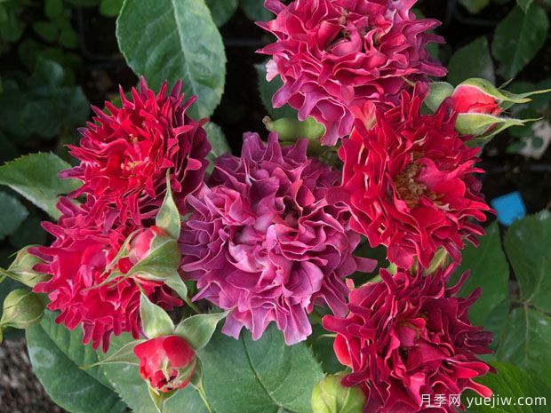 紅茶?？录?圖1)