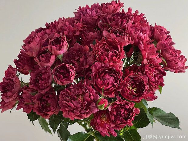 紅茶?？录?圖3)