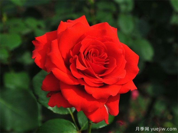 月季花移栽時間什么時候合適？(圖1)