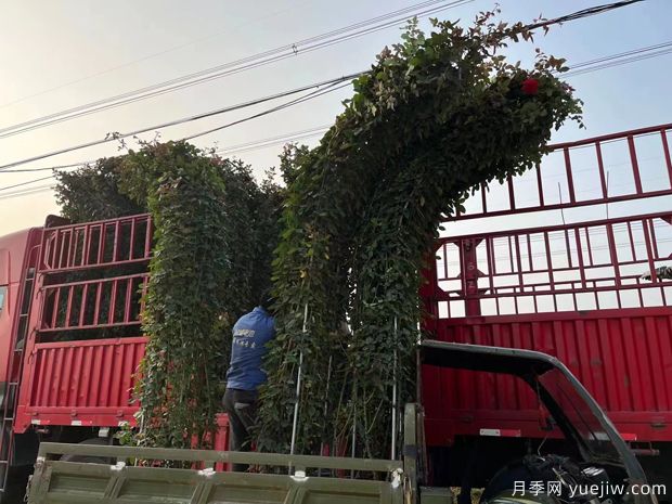 大型造型拱門(mén)月季紅色景點(diǎn)花廊(圖3)