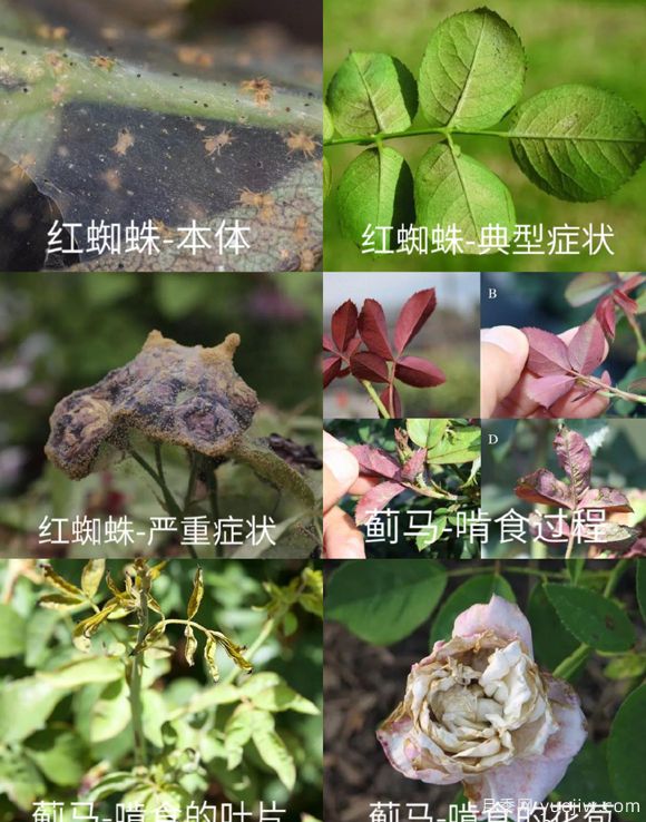 全面的月季蟲害圖鑒，癥狀判斷和防治用藥(圖1)