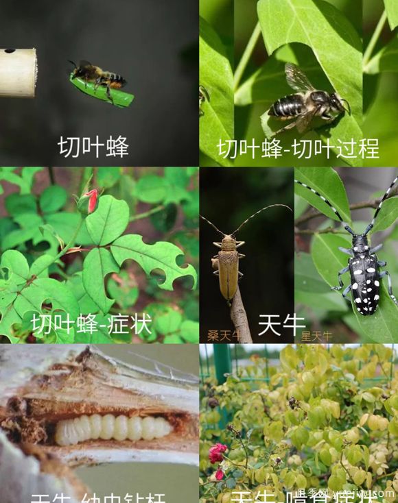 全面的月季蟲害圖鑒，癥狀判斷和防治用藥(圖2)