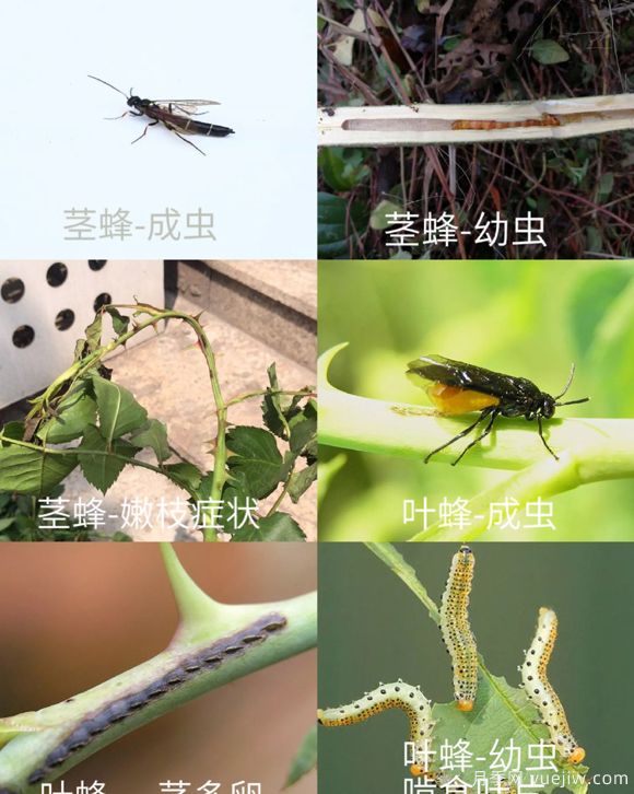 全面的月季蟲害圖鑒，癥狀判斷和防治用藥(圖3)