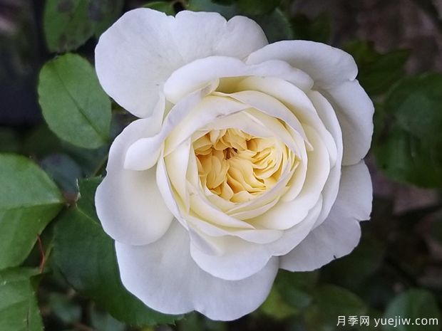 安寧月季/寧靜月季(圖3)