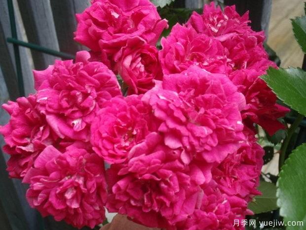 超級?？巳麪査_月季(圖3)