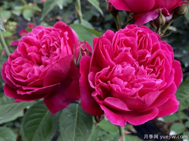 古老月季推薦，紫燕飛舞月季(圖1)