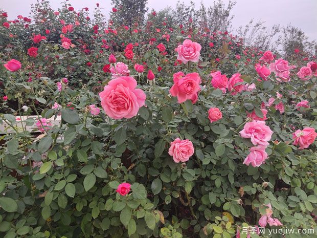 月季多年老化后開花少又小怎么辦？做好修剪就可以了(圖1)