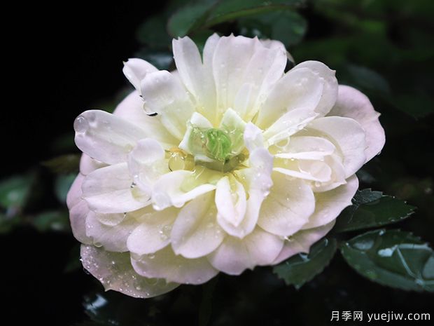 超微月季推薦，雪姬月季(圖1)