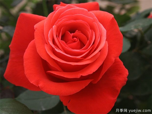 花友寶典，月季養(yǎng)護(hù)要點(diǎn)說明書(圖1)