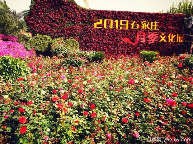 石家莊適合養(yǎng)月季花，市花和市樹是什么(圖1)