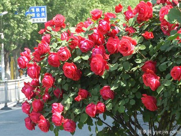 濟(jì)寧月季市花文化和景觀圖集(圖1)