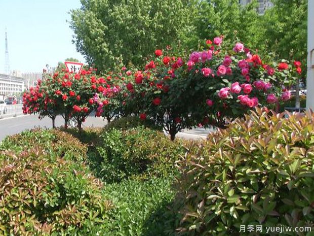 濟(jì)寧月季市花文化和景觀圖集(圖4)
