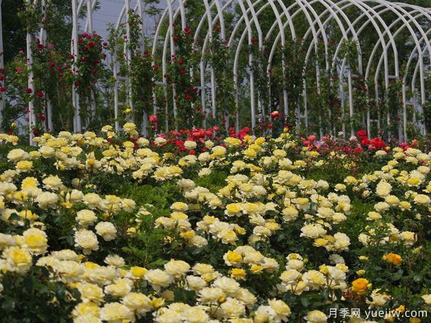 濟(jì)寧月季市花文化和景觀圖集(圖5)