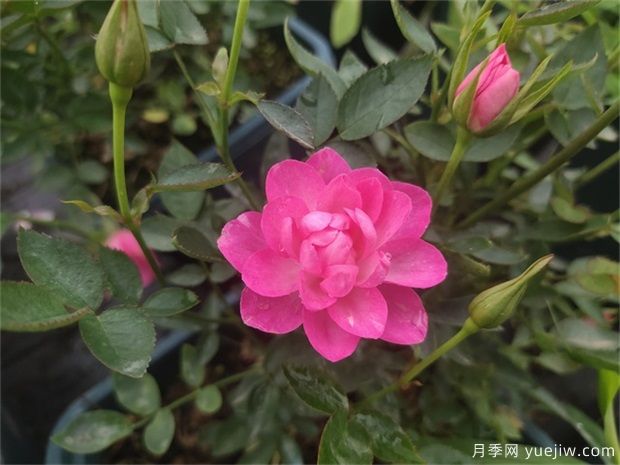 超微型月季嫁接樹狀月季芽點數量的選擇(圖1)