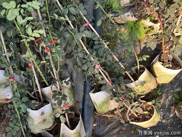 1200棵高藤本月季美化開(kāi)封立體景觀(圖2)