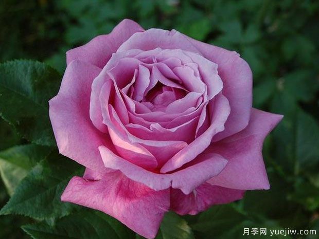 藍色香水月季(圖1)