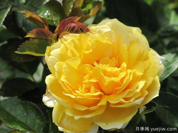 米開(kāi)朗基羅月季/慈祥的皇后月季(圖2)