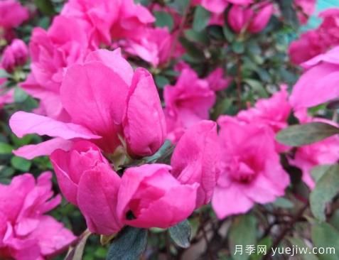  如何把杜鵑花養(yǎng)好？做好四點，花開熱情四季可賞(圖1)
