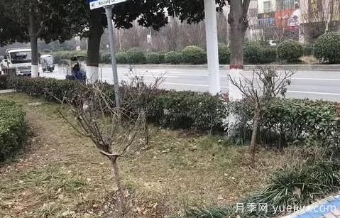 廣玉蘭落葉子禿頂?shù)脑斐稍?？根系生長(zhǎng)環(huán)境是關(guān)鍵(圖3)