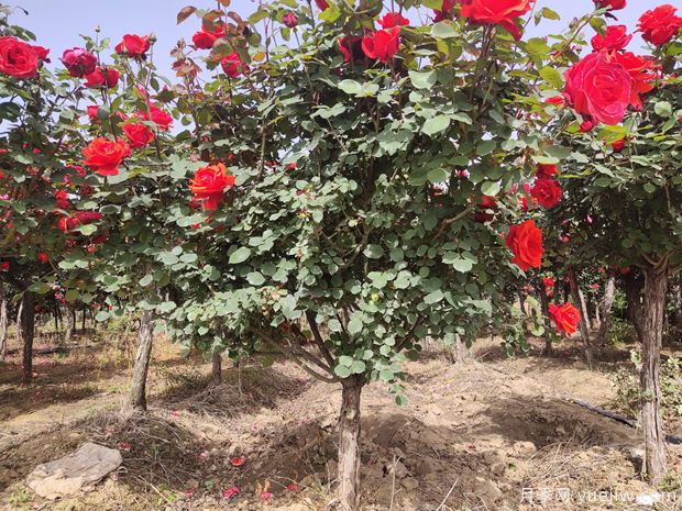 苗木種植和移栽養(yǎng)護(hù)注意事項(xiàng)，技術(shù)17問(wèn)(圖1)