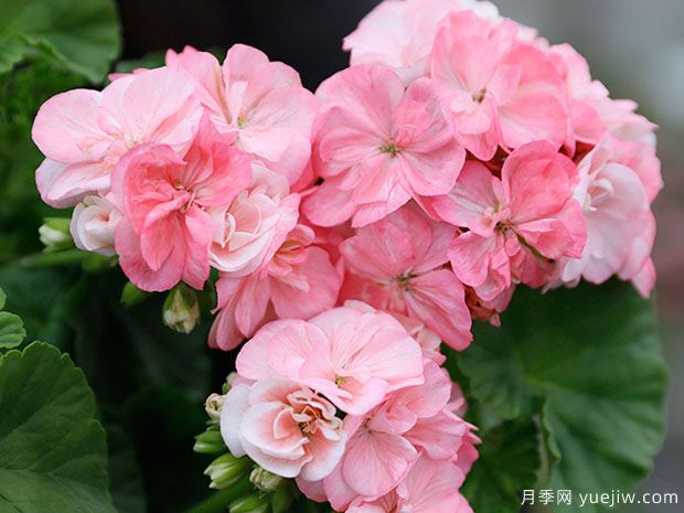 推薦給新人三種花卉，好養(yǎng)好看(圖1)