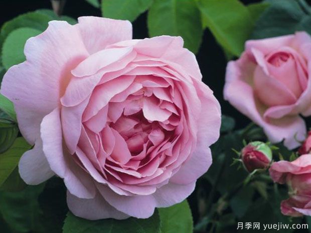 英國月季之父大衛(wèi)奧斯汀的月季花園 最美的月季都在這里(圖2)