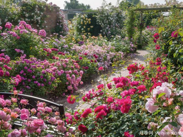 英國月季之父大衛(wèi)奧斯汀的月季花園 最美的月季都在這里(圖4)