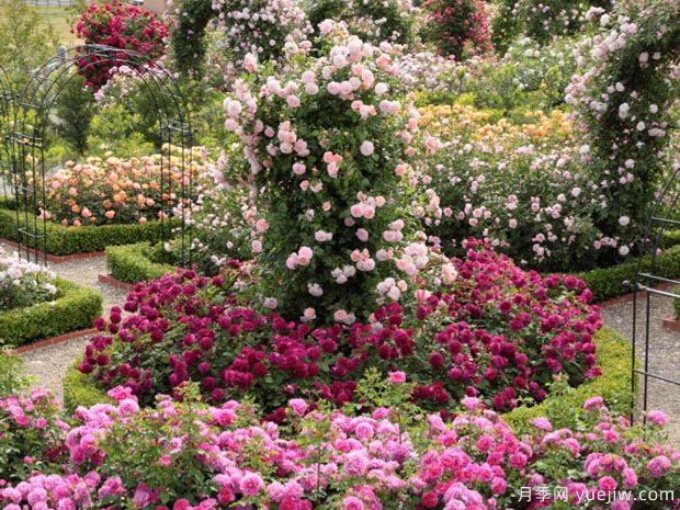 英國月季之父大衛(wèi)奧斯汀的月季花園 最美的月季都在這里(圖6)