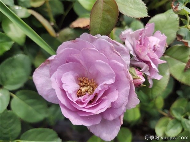 藍(lán)玫瑰花語是什么？藍(lán)玫瑰代表什么意思？(圖1)