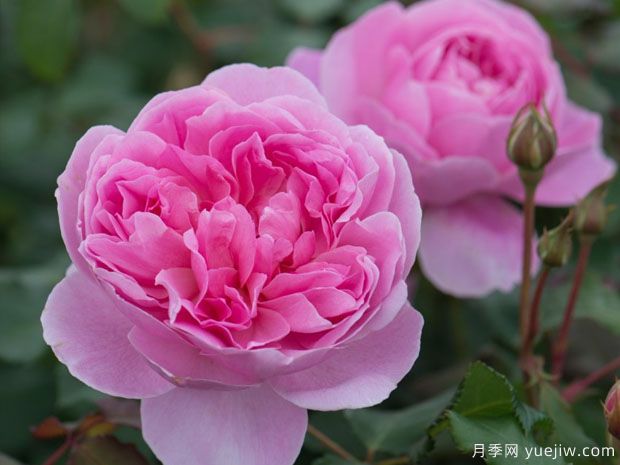 分享20款粉色月季，甜蜜來襲一眼就愛上(圖4)
