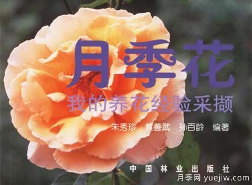 月季圖書：朱秀珍《月季花:我的養(yǎng)花經(jīng)驗(yàn)采擷》(圖1)